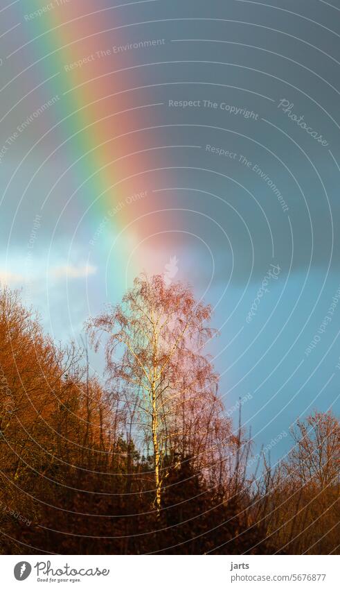 Glücksbaum Regenbogen Farben regenbogenfarben Baum Birke Sonne Licht Wetter Himmel Wolken Außenaufnahme Lichterscheinung Sonnenlicht Natur Menschenleer