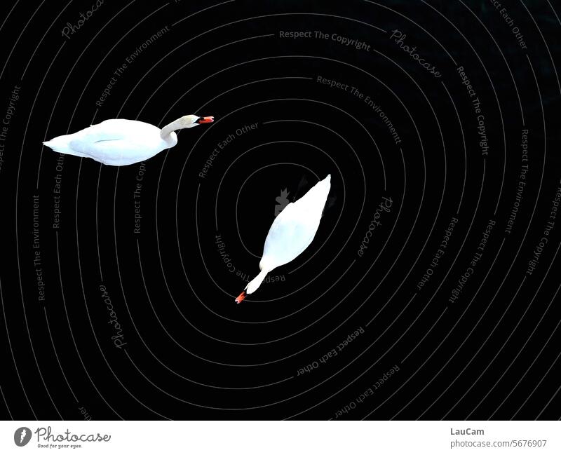 Schwanensee Schwäne zwei Schwäne See schwimmen Wasser Kontrast hell dunkel schwarz weiß schwarzweiß Schwarzweißfoto Vogel Natur elegant Tier Im Wasser treiben