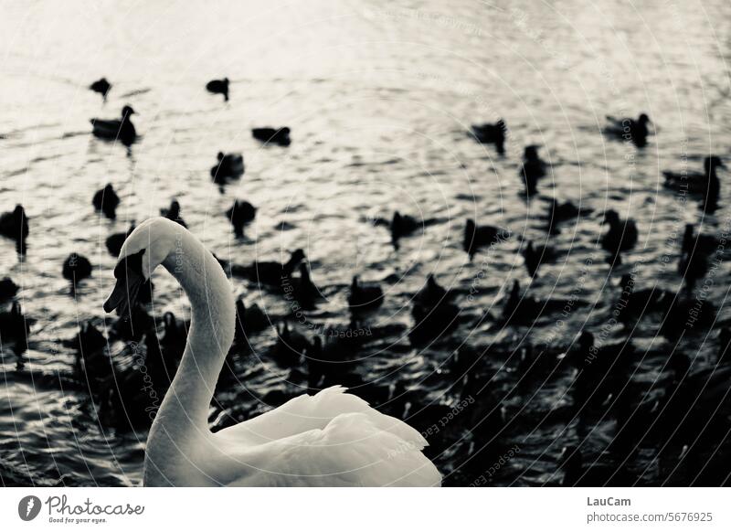 Außenseiter - ein Schwan unter vielen Blässhühnern weiß Vögel See Gefieder Schwanensee Schnabel Feder Kontrast kontrastreich elegant Blässhuhn Tiergruppe