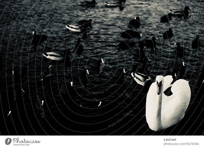 Teamleader Schwan Blässhuhn Enten Blässhühner Wasser schwimmen See Tiergruppe Vogel Vögel weiß