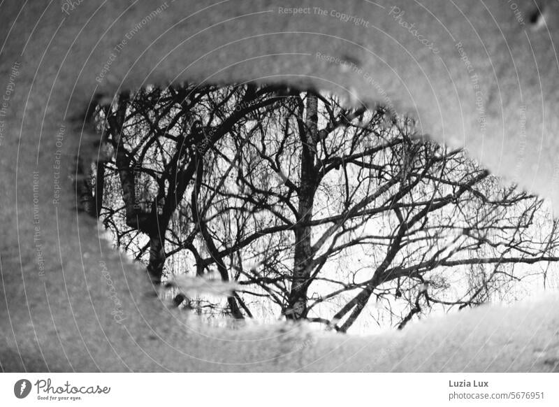 Schmelzendes Eis, kahle Äste spiegeln sich im Wasser Eisschmelze Winter kalt gefroren Brunnen Spiegelung Äste und Zweige Kahle Äste Kahle Zweige Schwarzweißfoto