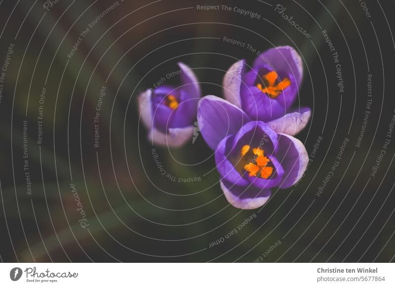 drei lila Krokusse lila Blüten Krokusblüte violett blühend Frühling Garten Natur Perspektive Unschärfe Schwache Tiefenschärfe nah ästhetisch Zwiebelblume