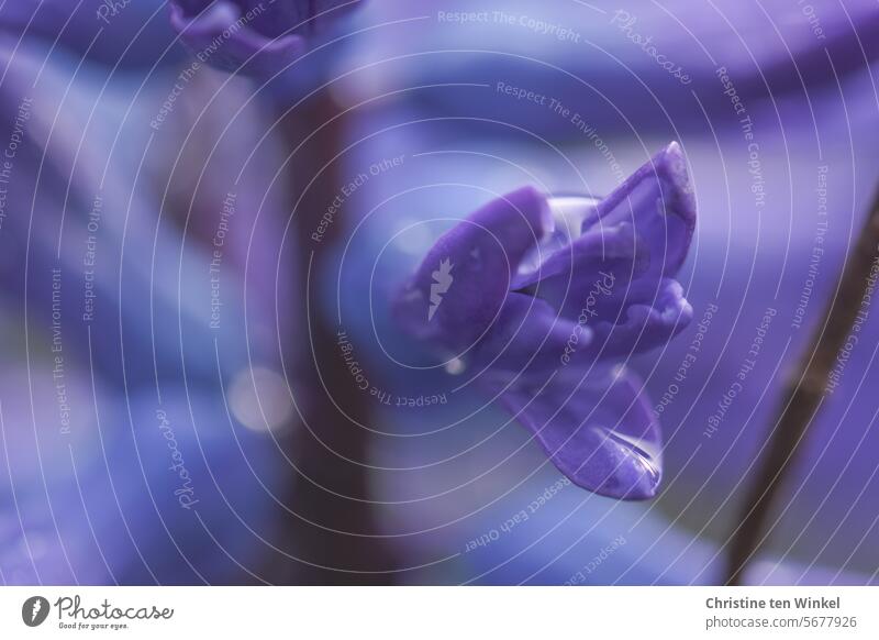 Blütentraum in Lila lila Frühling Blume Hyazinthe violett abstrakt Unschärfe Natur Pflanze Blühend besonders Aussergewöhnlich Makroaufnahme Detailaufnahme