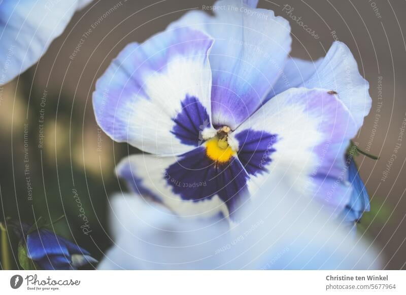 Stiefmütterchen Stiefmütterchenblüte Frühlingsblume Nahaufnahme violett gelb schön Blüte Blume Wachstum Garten-Stiefmütterchen Blühend Natur Pflanze