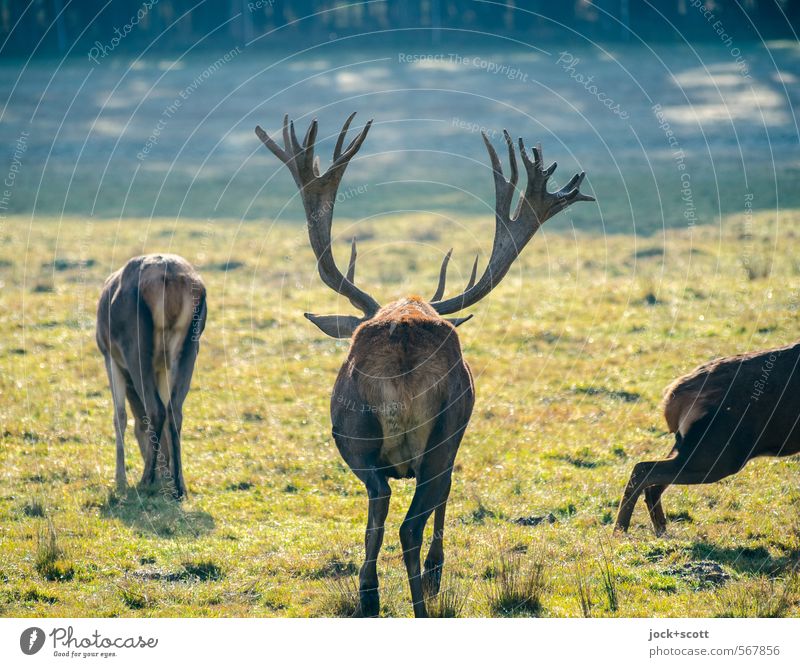 Arschgeweih, Hirsch sein Hinterteil Schönes Wetter Wiese Wald Mittelfranken Wildtier Hirsche Horn Reh 3 Herde springen stehen authentisch Wärme Leben Idylle