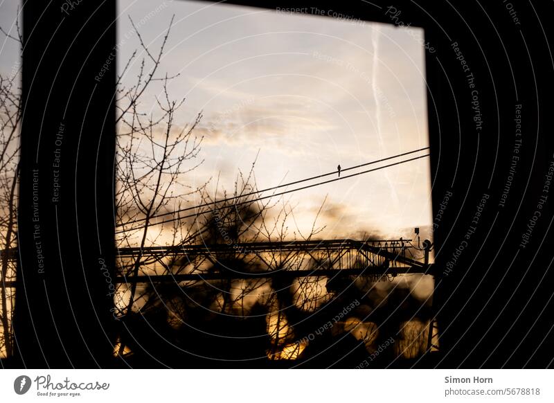 Ein Vogel sitzt vor einem Fenster auf einem Kran im Sonnenaufgang Blick aus dem Fenster Rahmen Himmel Anfang Tagesanfang Morgenlicht Tagesanbruch Fensterblick