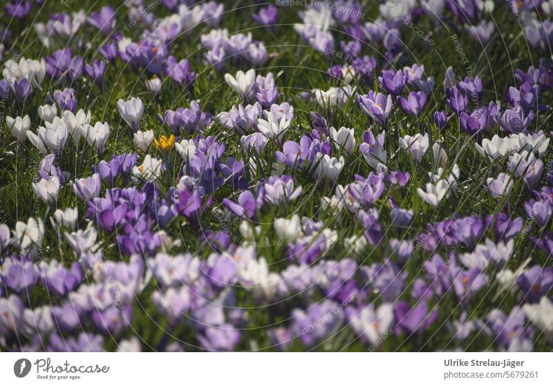 Frühling | Krokusse in lila, weiß und gelb blühende Frühlingsblume natürlich Frühlingsgefühle Natur Frühblüher Blüte Krokusblüten Frühlingstag Frühlingskrokus