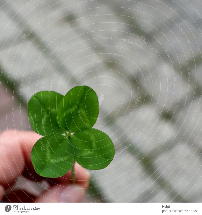 Ganz viel Glück und die allerbesten Wünsche zum Geburtstag für Willma Klee Kleeblatt vierblättriges Kleeblatt außergewöhnlich Glücksbringer Pflanze Blatt grün