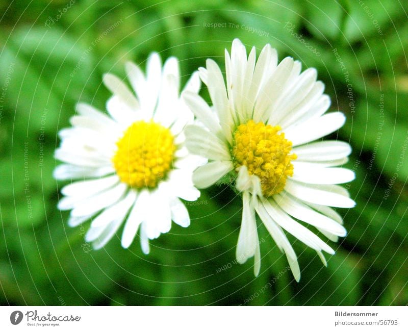 Gänseblümchen Blume Blüte Wiese Sommer grün gelb flower flowers Makroaufnahme Detailaufnahme Nahaufnahme Natur