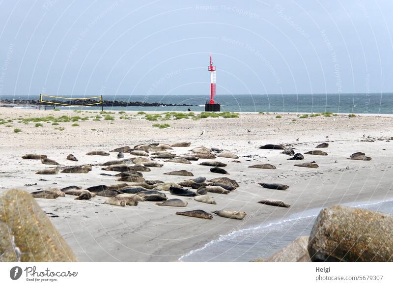 R wie ... | Robben auf der Düne von Helgoland Seehund Kegelrobbe Strand Sand liegen chillen Tier Säugetier viele Wasser Meer Nordsee Sommer Sonnenbad Ufer