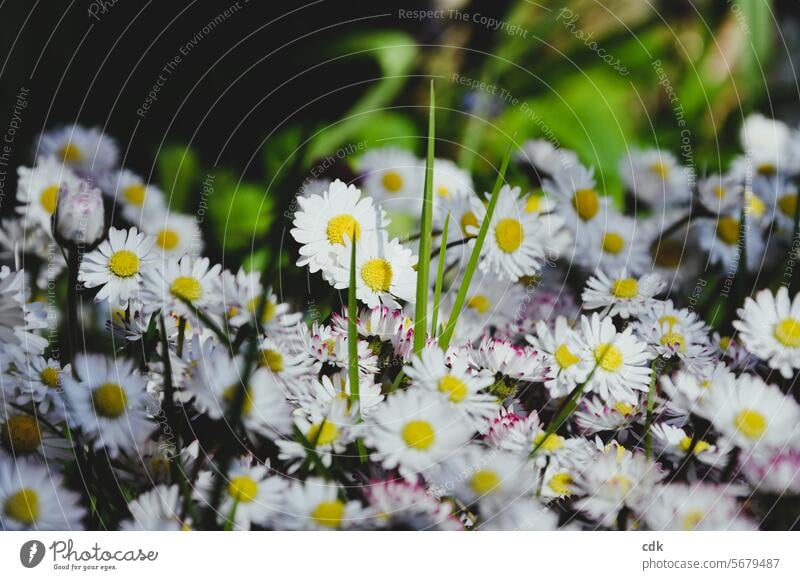 Gänseblümchen | dicht an dicht, der Sonne entgegen leuchtend. Blumen Blüten blühen Frühling Natur blühend zarte Blüten Blütezeit Tageslicht natürlich