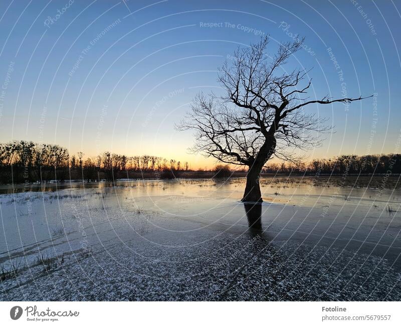 Sonnenaufgangszeit. Es ist ein eiskalter Morgen, doch der Himmel ist klar und die Sonne hat versprochen, sich das erste Mal seit Wochen zu zeigen. Mein Lieblingsbaum wartet, dass sie langsam die Eisfläche um ihn herum schmilzt.