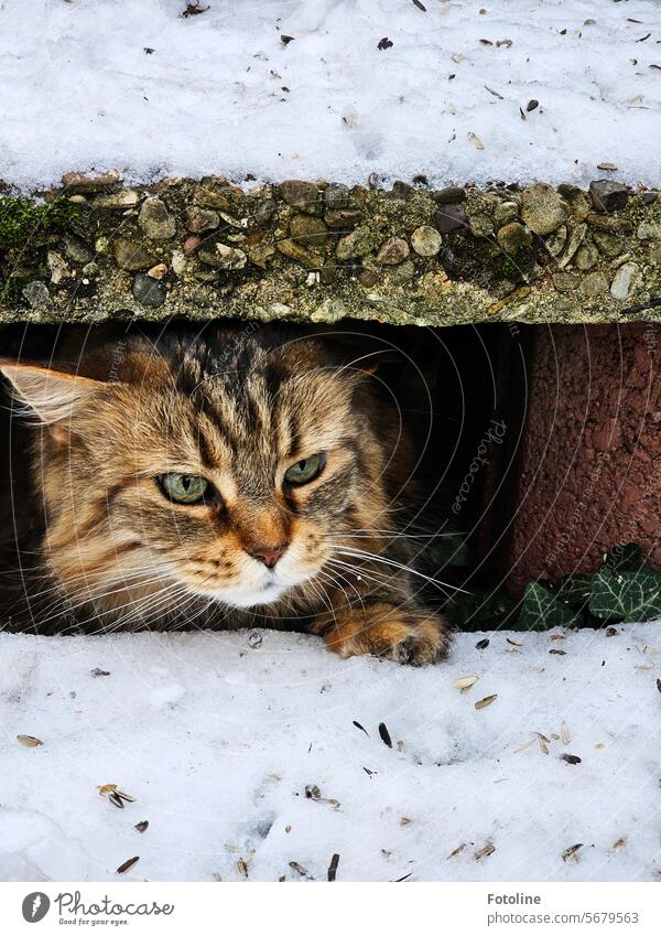 Neugierig versteckt sich meine Maine Coon Katze unter unserer Treppe. Sie hat einen kurzen Ausflug nach draußen gemacht, doch den Schnee mag sie nicht so gern.