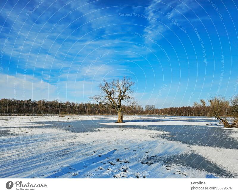 Es wird noch einmal frostig. An einem der wenigen sonnigen Wintertage spazierte ich mal wieder zu meinem Lieblingsbaum, der inmitten einer zugefrorenen überfluteten Wiese steht.