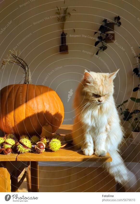 Meine Katze sitzt auf dem Tisch. Eben hat sie noch die Herbstdekoration begutachtet, jetzt ist sie Teil der Dekoration. Rassekatze Haustiere Fell fluffig