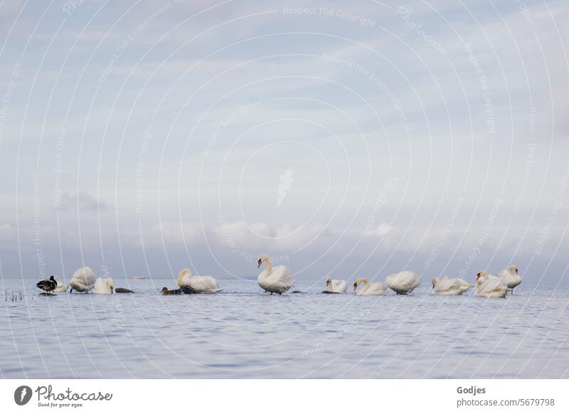 Schwäne im Wasser vor wolkigem Himmel Schwan Natur Wolkig Vogel weiß See Tier elegant schön Außenaufnahme Vögel Flügel Wasservögel Reflexion & Spiegelung Feder