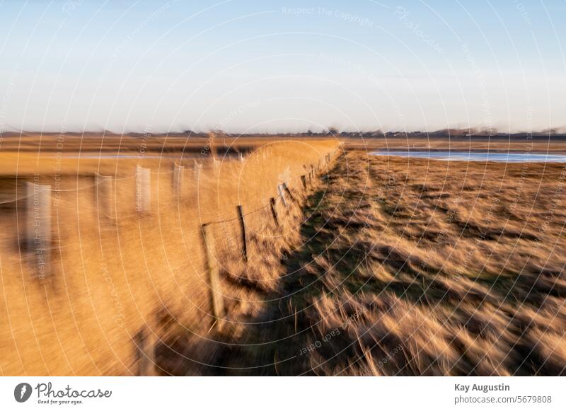 Zoomeffekt Unschärfe Bewegung Farbfoto Experiment Umwelt Bewegungsunschärfe Wischeffekt Zoom Effekt Polder Schilffeld Schilfrohr Schilfrohrgürtel Archsum