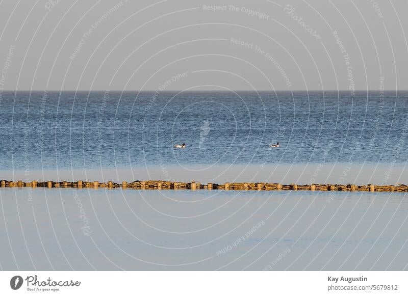 Am Wattenmeer Lahnungen Nordseeküste Nordseeinsel Nationalpark Naturschutzgebiet Nationalpark Wattenmeer Außenaufnahme Landschaft Insel Sylt Küste