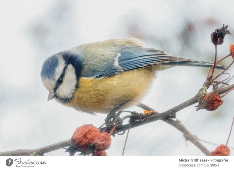 Blaumeise im Beerenstrauch Cyanistes caeruleus Meisen Kopf Schnabel Auge Feder gefiedert Flügel Tiergesicht Vogel Krallen Wildtier Zweige u. Äste Schönes Wetter