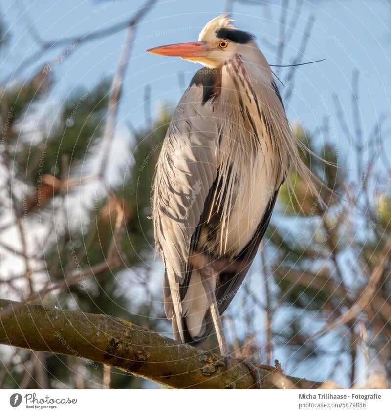 Graureiher im Baum Reiher Ardea cinerea Schnabel Auge Beine Krallen Zweige Sonne Sonnenschein Natur Wildtier Himmel Flügel Tierporträt Vogel Wildvogel