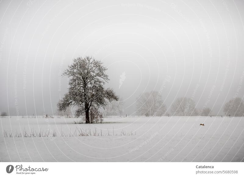 Winterlandschaft mit Hase Schneedecke Tageslicht Weiss Wintertag ruhig Winterstimmung frostig winterliche Landschaft Frost Horizont Kälte Himmel Hecke Baum