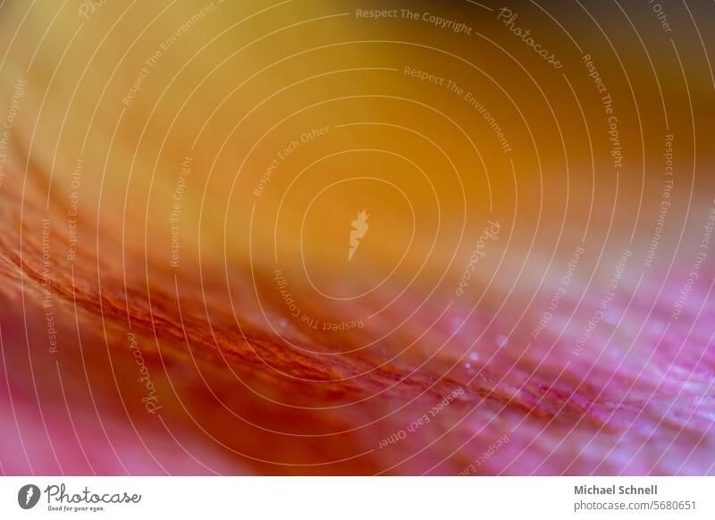 Farben einer Rose Blume Nahaufnahme Makroaufnahme makrofotografie abstrakt Abstraktion abstrakte Fotografie Detailaufnahme Strukturen & Formen ästhetisch Kunst