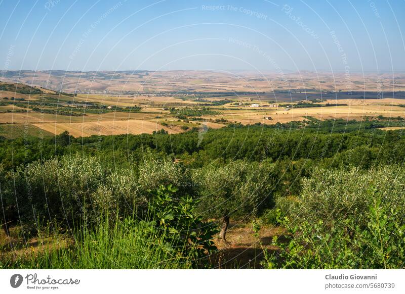 Ländliche Landschaft bei Oppido Lucano und San Chirico, Basilikata, Italien Europa Potenza Ackerbau Ballen Farbe Tag Feld Hügel Berge u. Gebirge Natur oliv