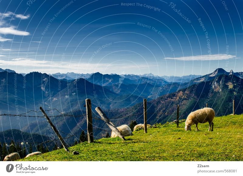 eher so gemütlich! Ausflug Berge u. Gebirge wandern Natur Landschaft Himmel Herbst Schönes Wetter Wiese Alpen Gipfel Schaf Fressen stehen nachhaltig natürlich