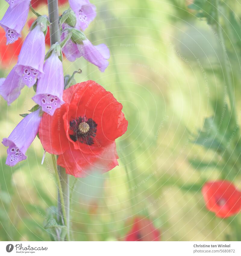 Freundschaft für einen Sommer Mohn Fingerhut Klatschmohn Wildblumen Licht rot schön Blühend Sonnenlicht sommerlich Idylle friedlich Mohnliebe Mohnblüte