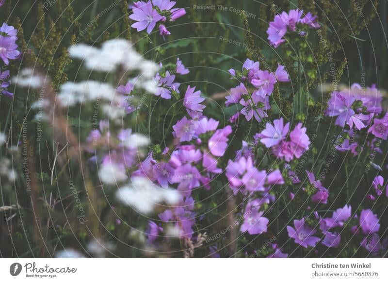 rosa Blüten auf einer Wiese zart zarte Farben filigran Schwache Tiefenschärfe Blühend Unschärfe schön viele Wachstum hübsch natürlich leuchtend Nahaufnahme