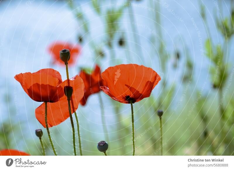 Mohnblütenzeit Klatschmohn Mohnwiese Mohnblumen Papaver rhoeas Insektenweide Wiesenblume frühmorgens Insektenparadies Blumenwiese Unschärfe im Hintergrund