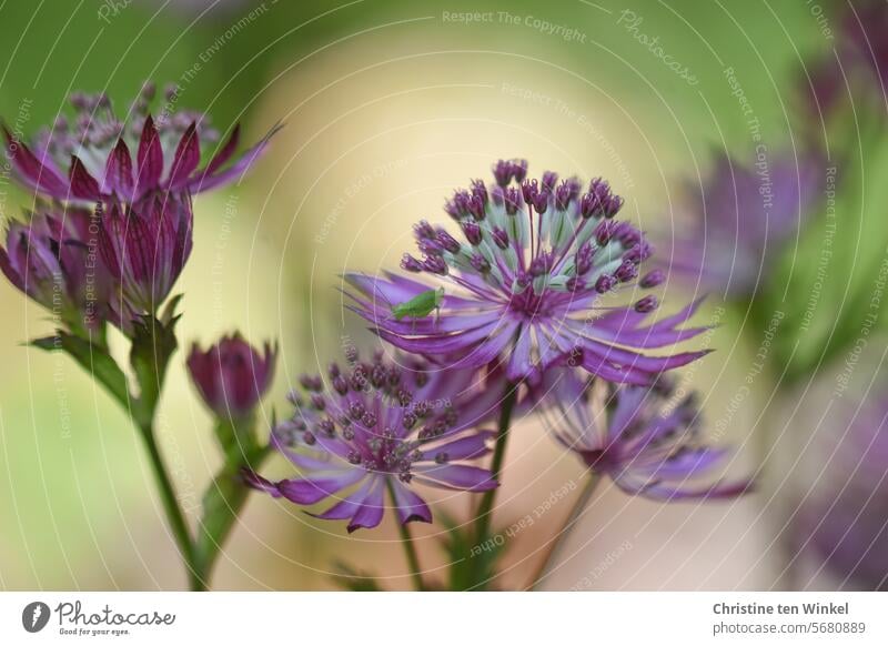 romantische Blüten im Garten mit Grashüpfer / Große Sterndolde / Astrantia major blühen Sonnenlicht Sommer Pflanze Gartenblume Staude blühend Natur violett lila