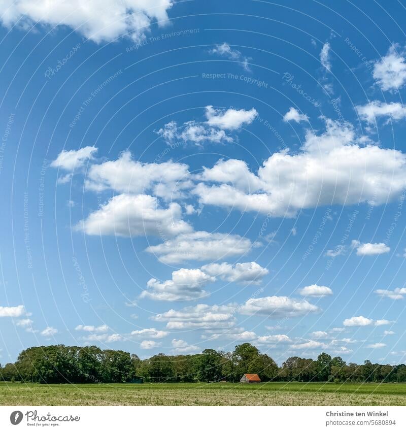 Sommer auf dem Land Landschaft Heimat Bauerschaft Schönes Wetter Hütte Sommerhimmel ländliche Umgebung Münsterland schön idyllisch Idylle ruhig Wiese