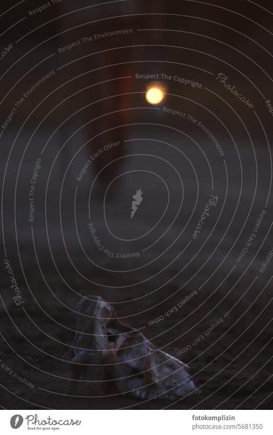 Tierschädel im Licht einer Laterne Tod Dunkelheit Person Nacht dunkel leuchten Endzeitstimmung Stimmung Schädel unheimlich mystisch geheimnisvoll Beleuchtung