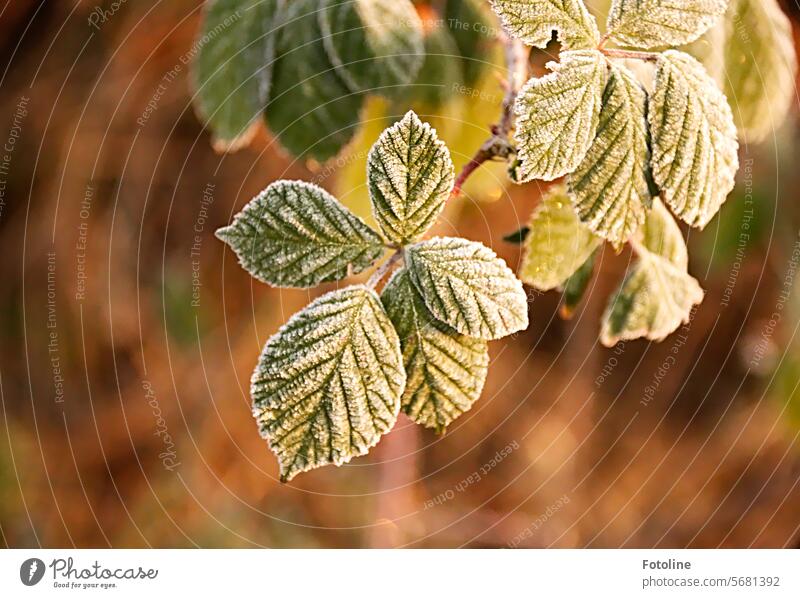 Schön frostig sind die Blätter mit Raureif überzogen. Doch das Grün kommt immer noch durch die frostige Schicht. Frost Winter winterlich klein Blatt Blattadern