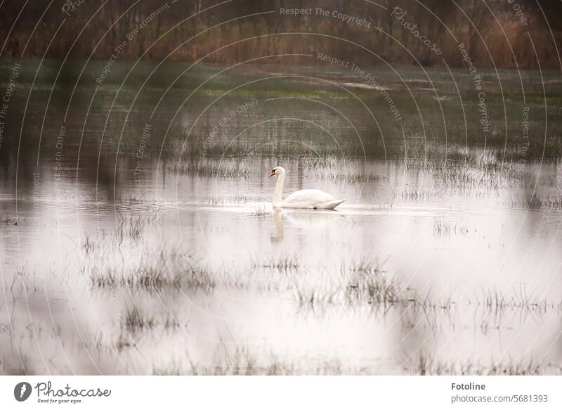 Auf einer überfluteten Wiese schwimmt ein Schwan seine Bahnen. Heimlich beobachte ich ihn durch das Blätterwerk, in dem ich eine Lücke zum fotografieren gefunden habe.