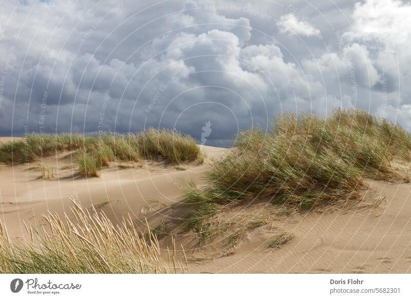 Wanderdüne Råbjerg Mile Dänemark Rabjerg Mile Jütland Düne Skagen wandern Sand Dünengras Naturkräfte Naturschutz Verwehung Wolken Unwetter Sonne Wind