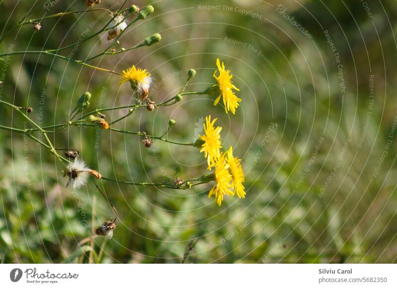 Nahaufnahme von mehrjährigen Distelblüten mit grünen unscharfen Pflanzen im Hintergrund Blatt Blume Wiese säen Weide Saison Heuschrecke Medikament Niederwald