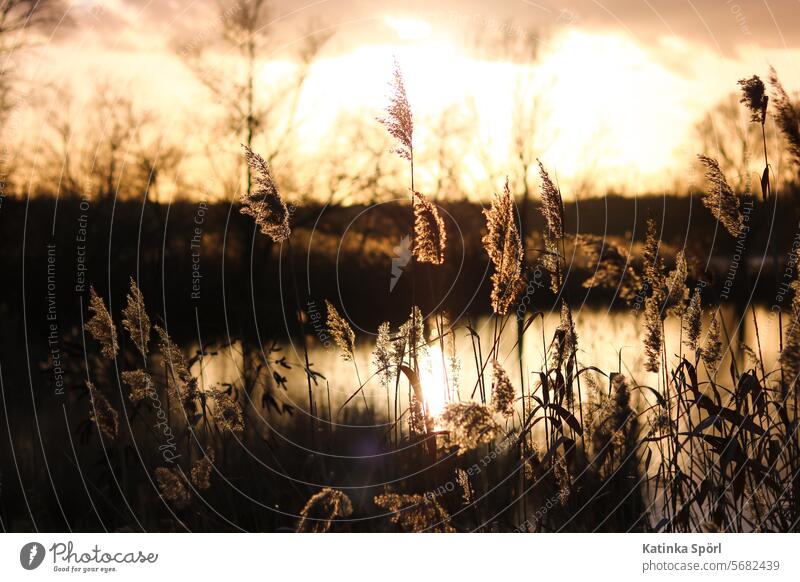 Schilfgras zur goldenen Stunde Schilfrohr goldene stunde goldenes Licht See ufer Natur Gewässer