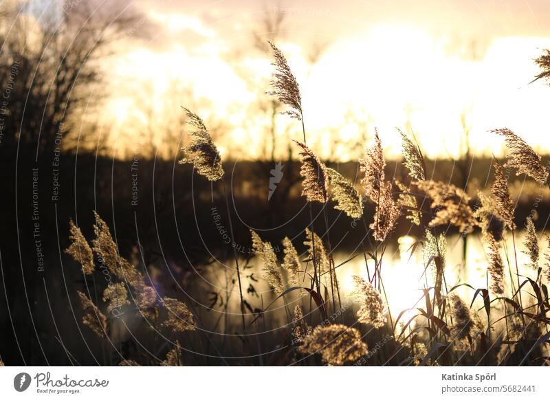 Schilfgras zur goldenen Stunde Schilfrohr goldene stunde goldenes Licht See ufer Natur