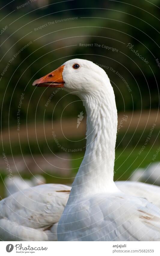 Weiße Gans auf der Wiese. Glückliche Tiere gänse Porträt Tierporträt weiß Feder Bauernhof Schnabel Gänsevögel Tiergesicht Tierliebe tierwohl tierwelt