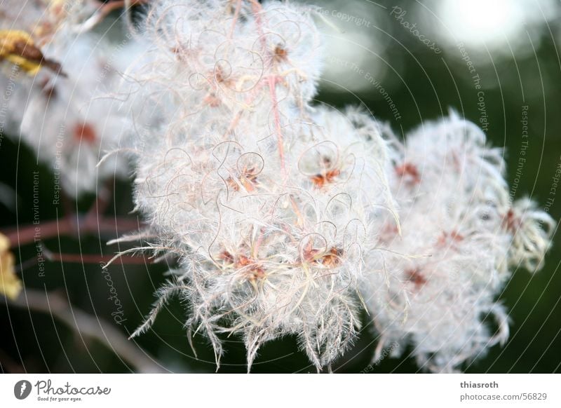 Die Schönheit des Hässlichen Herbst mehrfarbig Pflanze Blüte schön Vergänglichkeit Denken Wollgras Baum Blühend Makroaufnahme Außenaufnahme schlechtes Wetter