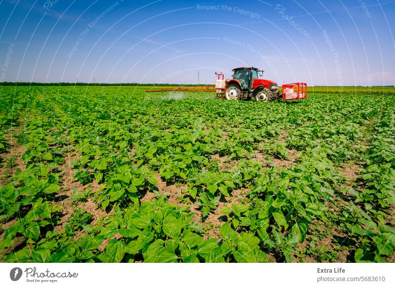 Traktor beim Besprühen eines Sonnenblumenfeldes, im Wind winkend, mit Sprühgerät, Herbizid und Pestizid Aerosol landwirtschaftlich Ackerbau Agronomie