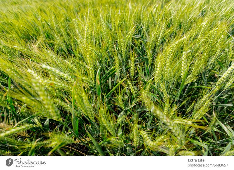 Landwirtschaftliches Erntefeld mit jungen Weizenähren in Großaufnahme, die im Wind wehen oben landwirtschaftlich Ackerbau Agronomie Gerste Schlag Brise Müsli