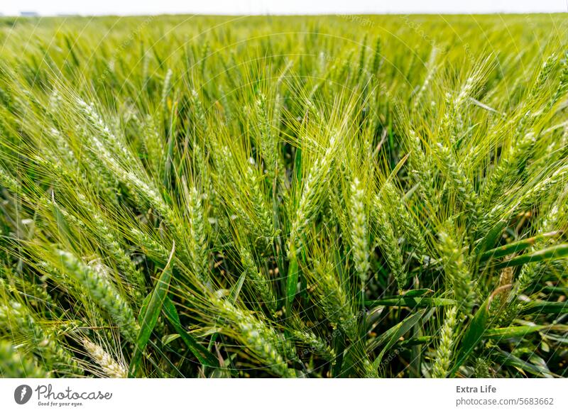 Landwirtschaftliches Erntefeld mit jungen Weizenähren in Großaufnahme, die im Wind wehen landwirtschaftlich Ackerbau Agronomie Gerste Schlag Brise Müsli