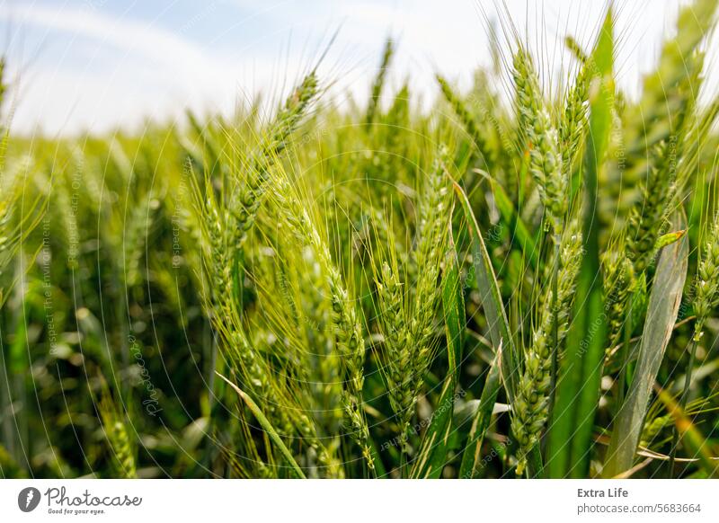 Landwirtschaftliches Erntefeld mit jungen Weizenähren in Großaufnahme, die im Wind wehen landwirtschaftlich Ackerbau Agronomie Gerste Schlag Brise Müsli