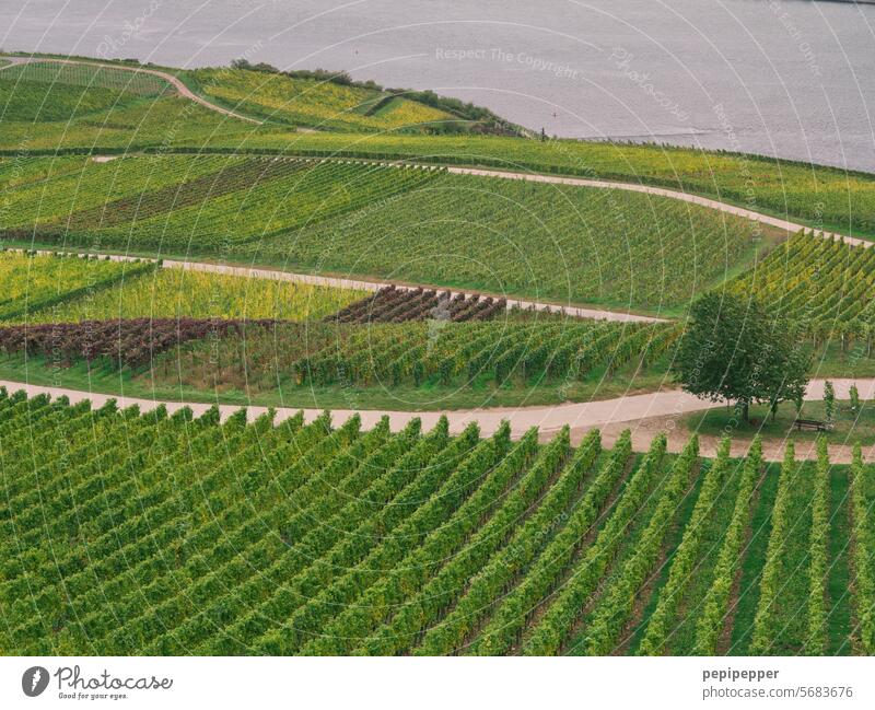 Weinberge um Niederwalddenkmal Bingen Rüdesheim Weinbau Natur Landschaft grün Hügel Tourismus Weingut Weinrebe Ackerbau Weintrauben ländlich Außenaufnahme Rhein