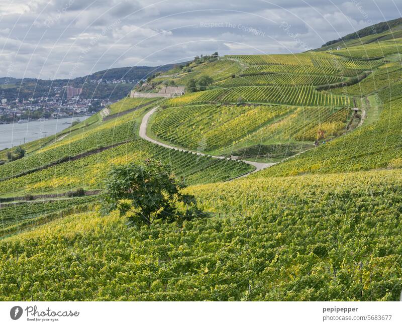 Weinberge um Niederwalddenkmal Bingen Rüdesheim Weinbau Natur Landschaft grün Hügel Tourismus Weingut Weinrebe Ackerbau Weintrauben ländlich Außenaufnahme Rhein