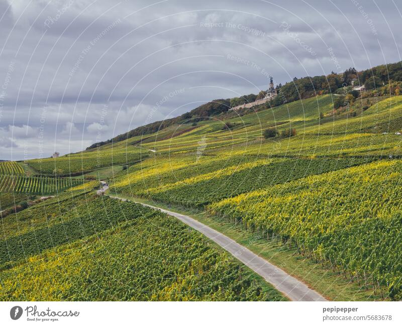 Weinberge um Niederwalddenkmal Bingen Rüdesheim Weinbau Natur Landschaft grün Hügel Tourismus Weingut Weinrebe Ackerbau Weintrauben ländlich Außenaufnahme Rhein