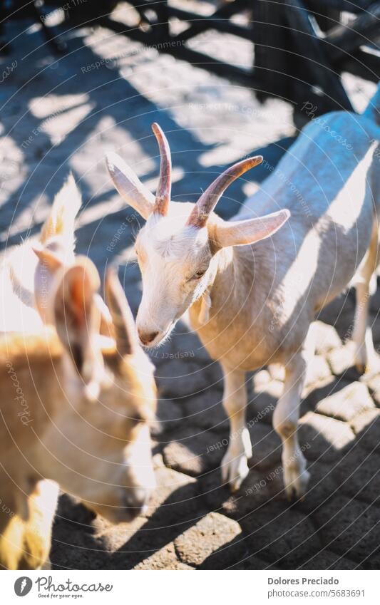 Typische südamerikanische Ziegen auf einem Bauernhof Agribusiness Ackerbau Tier Tierheim Herbst braun Rind Landschaft niedlich Molkerei heimisch Essen Nutztier